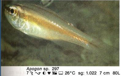 Apogon sp